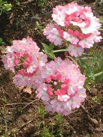 �o�[�x�i(Verbena)