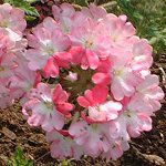 �o�[�x�i(verbena)