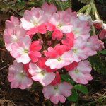 �o�[�x�i(verbena)