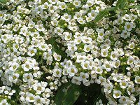 �X�C�[�g�A���b�T��