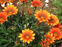 �K�U�j�A(Gazania)
