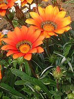 �K�U�j�A(Gazania)