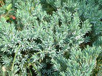 �W���j�y���X�u���[�X�^�[�iJuniperus 'Blue star'�j