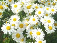 �V���X�^�[�f�C�W�[�iShasta daisy�j