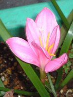�n�u�����T�X�iHabranthus�j