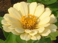 �W�j�A(Zinnia)