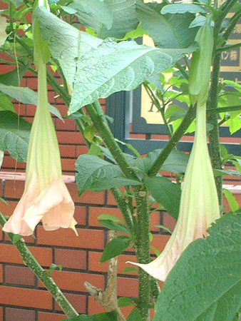 �G���W�F���X�E�g�����y�b�g�E�c���[(Angel's trumpet tree)