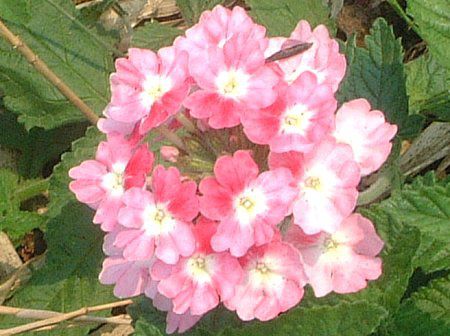 �o�[�x�i(Verbena)