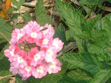 �o�[�x�i(Verbena)