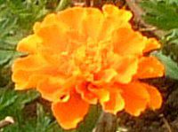 �}���[�S�[���h(Marigold)-orange-spring