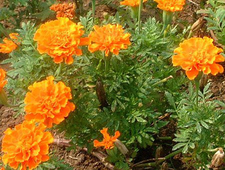 �}���[�S�[���h(Marigold)