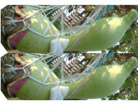 �q���E�^��(�Z�\)