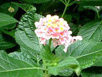 �����^�i(Lantana)