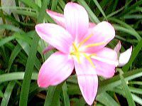 �[�t�B�����T�X�E�J���i�[�^(Zephyranthus carinata)