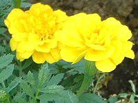�}���[�S�[���h(Marigold) 