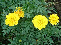 �}���[�S�[���h(Marigold)