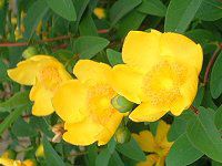 �q�y���J���E�q�h�R�[�g(Hypericum hidcote)