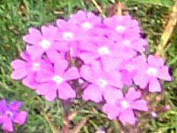 �o�[�x�i(Verbena)