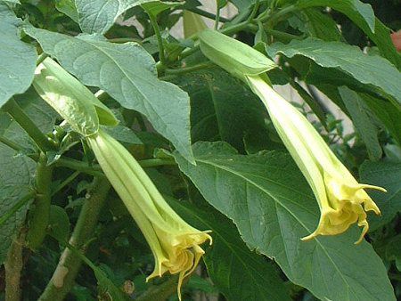 �G���W�F���X�E�g�����y�b�g�E�c���[(Angel's trumpet tree)