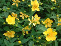 �q�y���J���E�q�h�R�[�g(Hypericum hidcote)