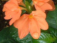 �N���T���h��(Crossandra) 