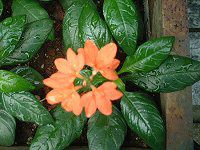 �N���T���h��(Crossandra) 