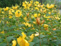�q�y���J���E�q�h�R�[�g(Hypericum hidcote)
