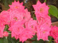 �R�`���E����(�Ӓ���)