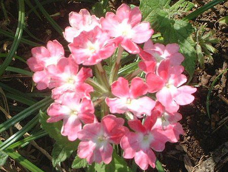 �o�[�x�i(Verbena)