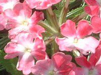 �o�[�x�i(Verbena)