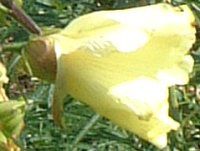 �g�����A�I�C