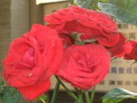 �R�`���E����(�Ӓ���)