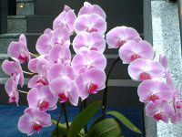 �R�`���E����(�Ӓ���)