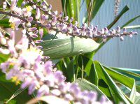 Cordyline stricta