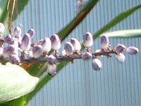 Cordyline stricta