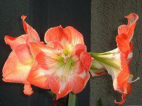 �A�}�����X(Amaryllis)