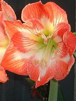 �A�}�����X(Amaryllis)