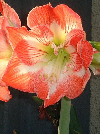 �A�}�����X(Amaryllis)