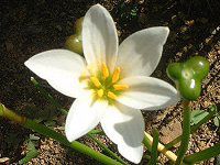 �[�t�B�����T�X�E�J���f�B�_(Zephyranthus candida)
