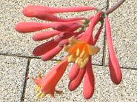 �g�����y�b�g�E�n�j�[�T�b�N��(trumpet honeysuckle)