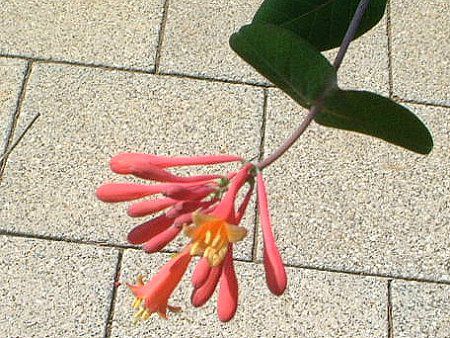 �g�����y�b�g�E�n�j�[�T�b�N��(trumpet honeysuckle)