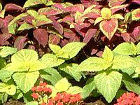 �R���E�X(Coleus)