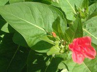 �I�V���C�o�i(������)