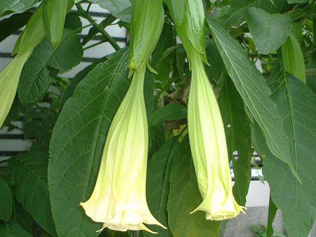�G���W�F���X�E�g�����y�b�g�E�c���[(Angel's trumpet tree)