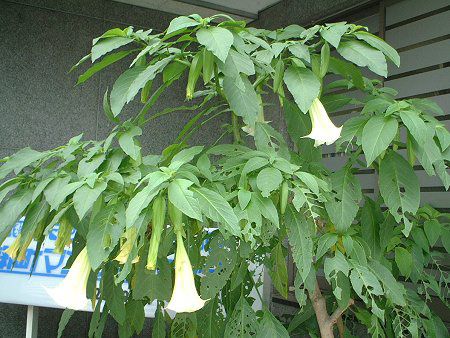 �G���W�F���X�E�g�����y�b�g�E�c���[(Angel's trumpet tree)
