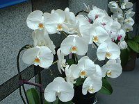 �R�`���E����(�Ӓ���)