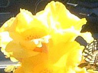 �J���i(Canna)