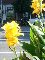 �J���i(Canna)