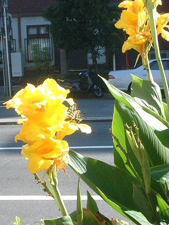 �J���i(Canna)-yellow