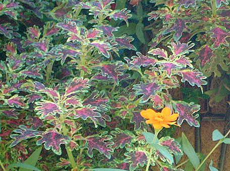 �R���E�X(Coleus)